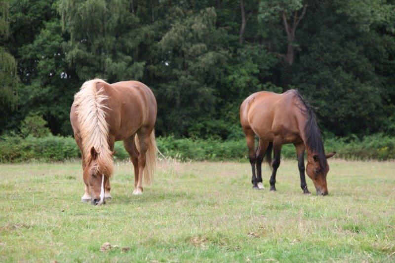 Farm Stay Luythoeve Meeuwen Bagian luar foto