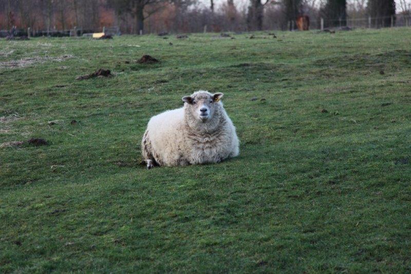 Farm Stay Luythoeve Meeuwen Bagian luar foto